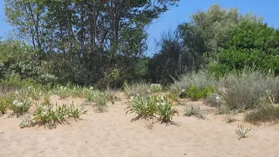a sandy beach with grass and trees in the background at Smokini Beach Apartment in Sozopol