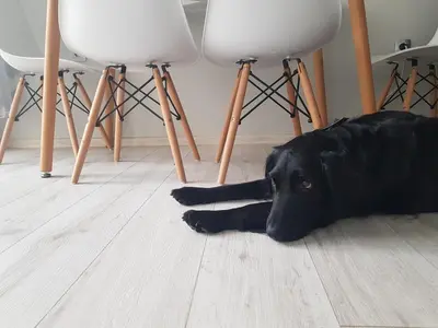 a black dog laying on the floor next to two chairs at ~ The Blue ~ 1BD Flat near Asparuhovo Sea Garden in Varna City