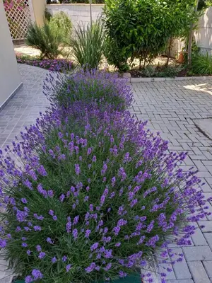 a bouquet of purple flowers in a garden at вила ФЛОРА in Chernomorets