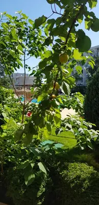 a tree with green leaves in a yard at Apartment with green terrace in Burgas City