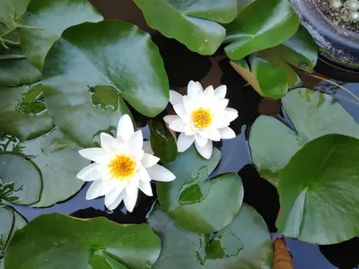 two white flowers in a pond with green leaves at Къща за гости Снежа/ Guest house Snezha in Obzor
