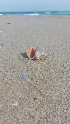 a shell in the sand on a beach at SAPPHIRE in Sozopol