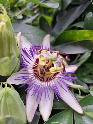 a purple flower with a bee on top of it at AJ Apartment 1 with Pool view, Santa Marina Holiday Village, Sozopol in Sozopol