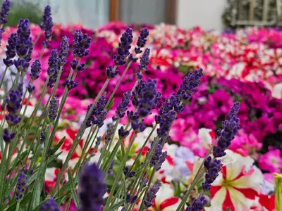 a bunch of purple flowers in a field of flowers at Diamond Beach Sarafovo by KP - Luxury Collection, Apt 5 in Burgas City