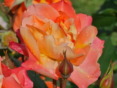 a close up of a pink rose with rain on it at Diamond Beach Sarafovo by KP - Luxury Collection, Apt 6 in Burgas City