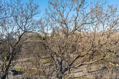 a group of trees with no leaves on them at Студио в близост до Община Варна in Varna City