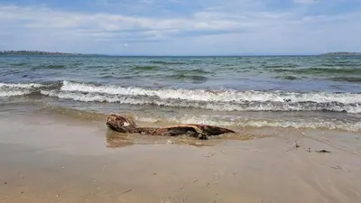 a dog laying in the sand on the beach at Апартамент Царски бриз in Sozopol