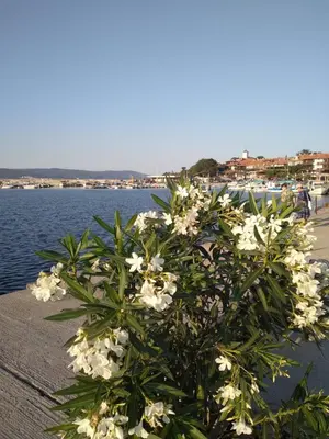 a bush with white flowers next to a body of water at Sunny beach apartaments in Sunny Beach