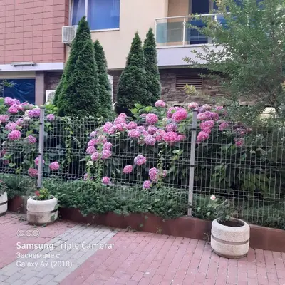 a fence with pink flowers in front of a building at Апартамент в Комплекс Милениум in Pomorie