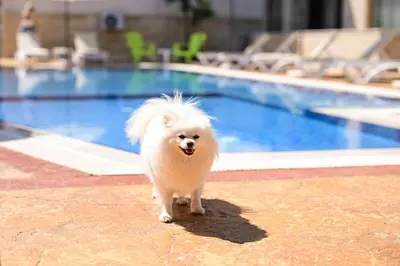 a small white dog walking in front of a swimming pool at Kristin Palace in Obzor