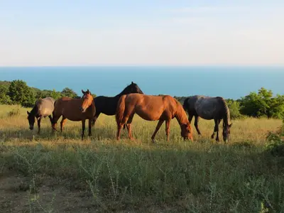 a group of horses grazing in a field at Villa Entre in Emona