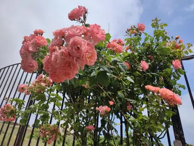 a bunch of pink roses hanging on a fence at Созополски Рай in Sozopol